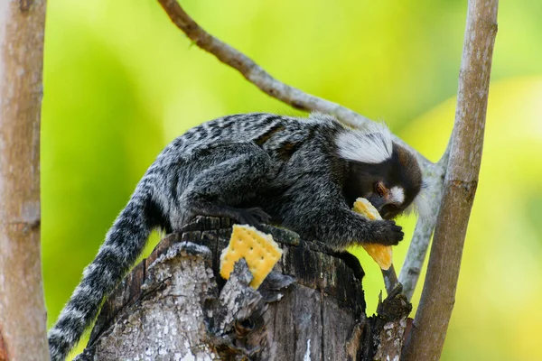 Das Wilde Äffchen Auf Einem Baumstamm Frisst Einen Wasserknacker Aus — Stockfoto