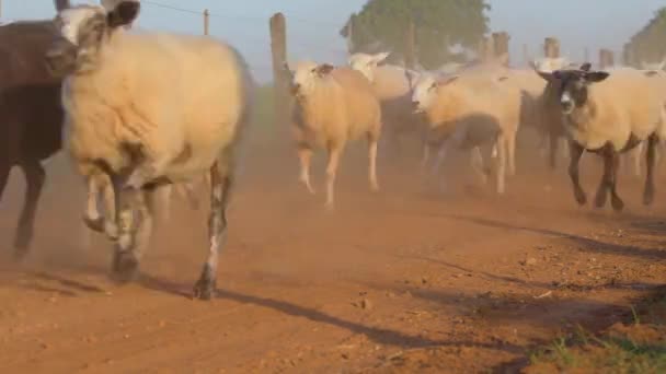 Rebanho Ovelhas Correndo Uma Estrada Terra Uma Fazenda Levantando Poeira — Vídeo de Stock