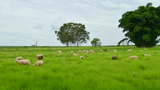 Video Penyimpangan Waktu Dari Domba Domba Yang Makan Rumput Padang — Stok Video