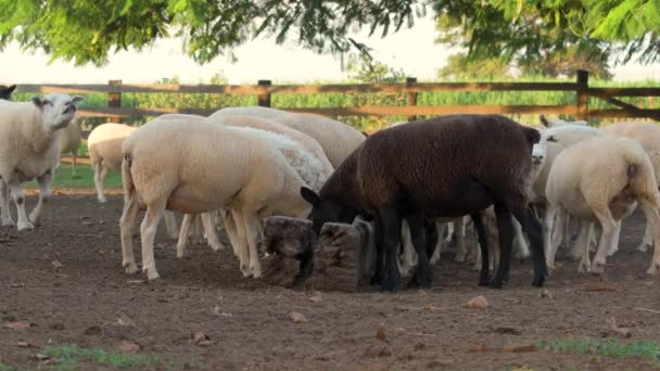 Pecore Sono Riunite Intorno Alimentatore Rustico Legno Una Fattoria Nutrendosi — Video Stock
