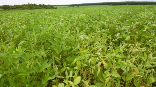 Zicht Een Soja Plantage Sojaplanten Van Een Landbouwbedrijf — Stockvideo