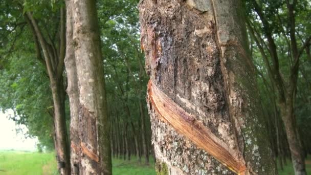 樹液を出血させるために作られた樹皮のカットを持つゴムの木は ゴムの木から抽出された後 ゴムに変換されます — ストック動画