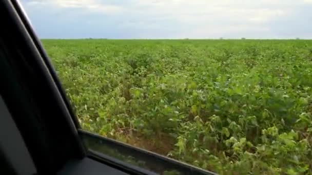 Rijdend Naast Een Sojabonen Plantage Soja Planten Een Akker Van — Stockvideo