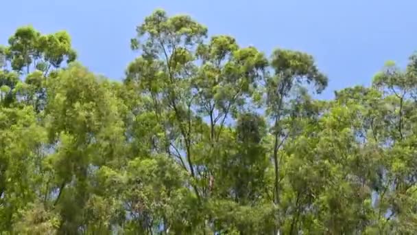 Прошедшее Время Видео Эвкалиптовых Деревьев Раскачивающихся Ветром Прекрасный День Голубого — стоковое видео