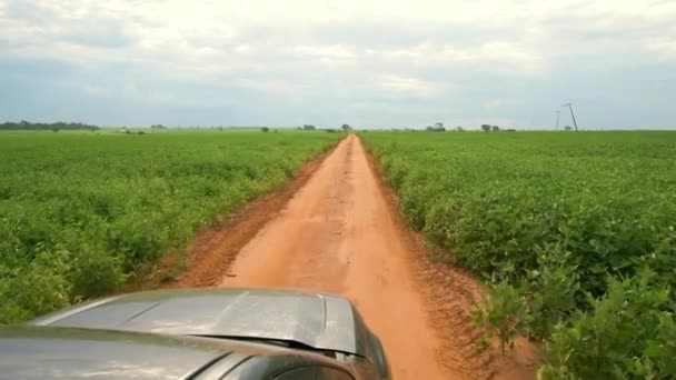 Agricultor Conduciendo Entre Campos Plantación Soja Una Camioneta Camino Tierra — Vídeo de stock