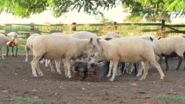 Ovelhas Lutando Por Espaço Alimentador Para Comer Silagem Cabeceira Ovinos — Vídeo de Stock