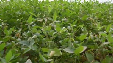 Soya fasulyesi tarlasının yanında, kuru yapraklı bitkiler. Çiftlik tarlasında soya bitkileri..