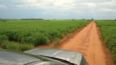 Soya fasulyesi tarlaları arasında toprak bir yolda, toprak bir kamyonetle giden çiftçi. Soya bitkileri tarlalarda yetiştiriliyor..