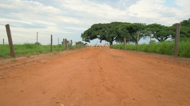 農場の未舗装の道路を走行し ほこりを上げる羊の群れ 羊がカメラに向かって走っている テキサスの羊 ブラジルの動物飼育 — ストック動画