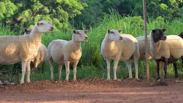 Ovelhas Apoiando Cerca Uma Fazenda Fazendo Sons Ovelhas Bleating Baaing — Vídeo de Stock