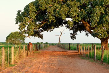 Kırsal alandaki büyük bir ağacın yapraklarının altından geçen toprak yol toprak yolu çiftlik otlaklarından ayırıyor. Brezilya kırsal bölgesi.