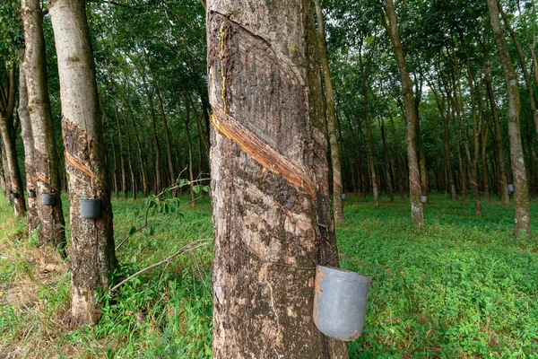 Rubber trees with cuts in the bark, which were made to bleed the sap, which after being extracted from the rubber tree is transformed into rubber.