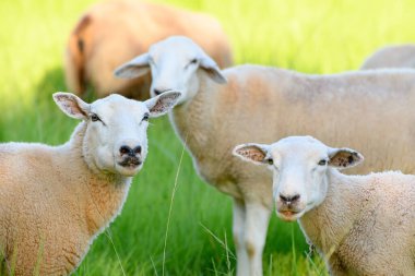 Flock of sheep in the pasture of a farm looking ahead, focus on the first sheep. Texel sheeps. 