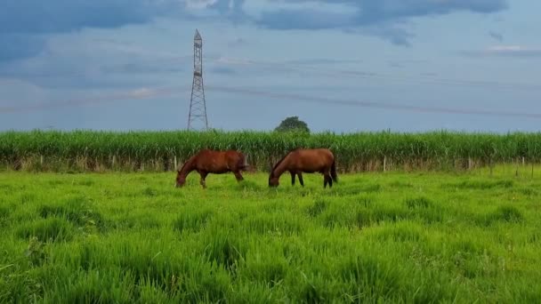 Dwa Brązowe Konie Pastwisku Farmy Jedzące Trawę Zmroku Plantacja Trzciny — Wideo stockowe
