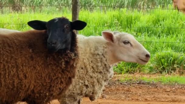 Due Pecore Che Respirano Veloci Come Tremassero Animali Fattoria — Video Stock