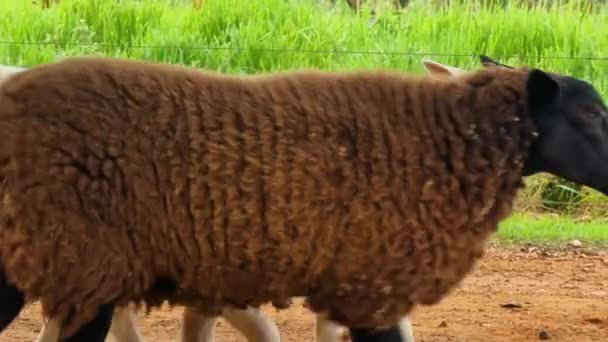 Gregge Pecore Che Camminano Una Strada Sterrata Una Fattoria Vicino — Video Stock