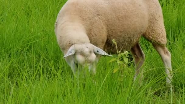 白い羊の牧草地の緑の背の高い草を食べる 農場動物 — ストック動画