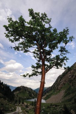 San Bernolfo ve Colle Lounge göllerinin yanındaki ağaç, Collalunga Geçidi yakınlarındaki Fransız Alpleri ile Piedmont (İtalya) arasındaki güzel yürüyüş yolu.