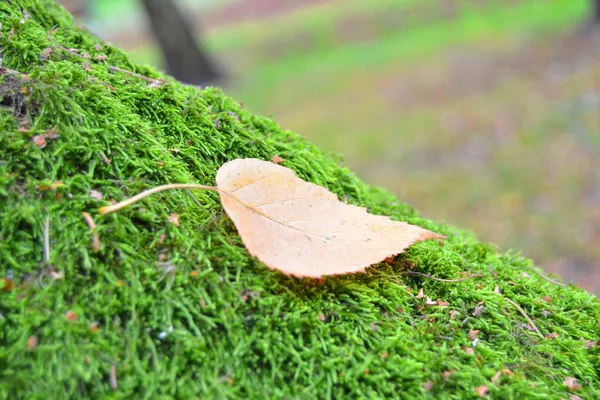 Желтые Осенние Березовые Листья Зеленом Мху Лесу — стоковое фото