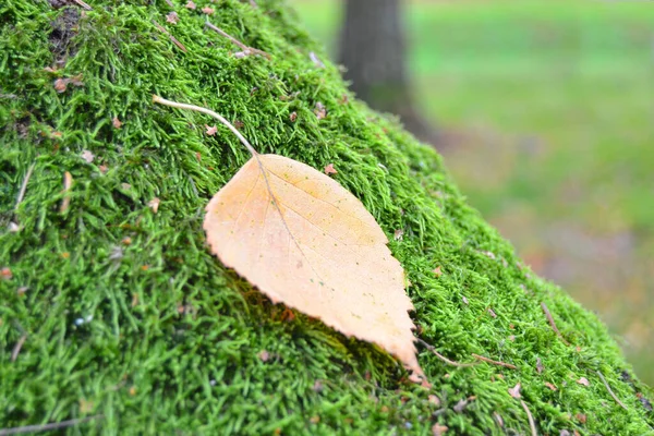 Hojas Amarillas Abedul Otoño Sobre Musgo Verde Bosque — Foto de Stock