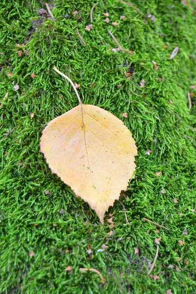 森の緑の苔に黄色の紅葉の白樺の葉 — ストック写真