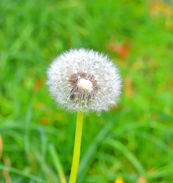 Knospenlöwenzahn Löwenzahn Weiße Blüten Grünen Gras — Stockfoto