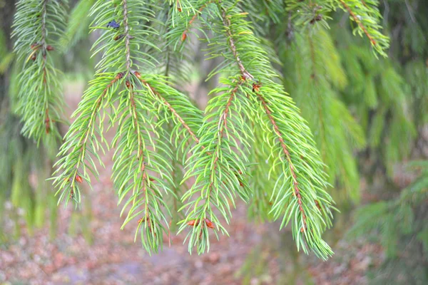 Zomer Achtergrond Een Sparren Tak Met Kleine Jonge Kegels Natuurlijke — Stockfoto