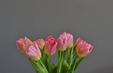 Geçmişi. Gri arkaplanda pembe-sarı laleler.