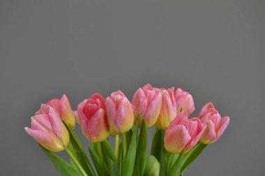 Geçmişi. Gri arkaplanda pembe-sarı laleler.