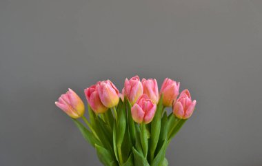 Geçmişi. Gri arkaplanda pembe-sarı laleler.