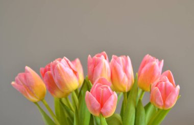 Geçmişi. Gri arkaplanda pembe-sarı laleler.