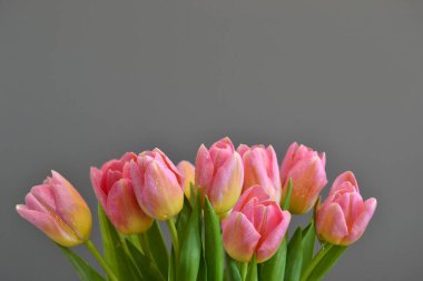 Geçmişi. Gri arkaplanda pembe-sarı laleler.