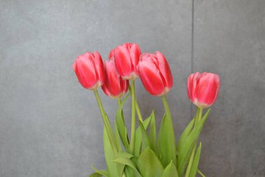 Fotokopi alanı olan gri bir duvara yakın duran güzel pembe / kırmızı laleli pankart. Çiçek aranjmanı. İlkbahar. Tatil için tebrik kartı. Seçici odak