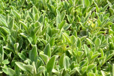 Kuzu kulağı, Türk kuzusu kulağı, Stachys Bizans (Stachys Lamiaceae). Bahçe bitkileri yakın plan. Süslü bir bitkinin kabarık gri yeşil yaprakları ile bahçe. Arkaplan.