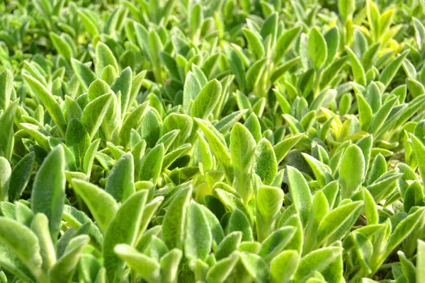 Bárányfül Török Bárányfül Stachys Byzantine Stachys Lamiaceae Kerti Növények Közelről — Stock Fotó