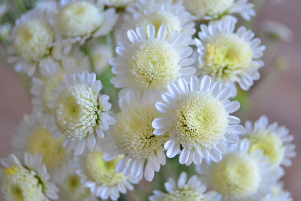 Буш Цветущих Хризантем Саду Цветочный Фон Закрыть Белые Хризантемы Цвету — стоковое фото
