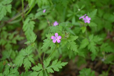 Ahşap turna gagalı çiçek ya da arka plan makrosu çıkarılmış geranium müfredatı, seçici odak, sığ DOF