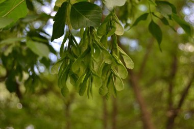 Dalın üzerindeki yeşil akçaağaç yapraklarını ve tohumları kapatın. Yumuşak yeşil arkaplan, seçici odak