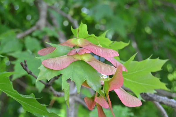 Zblízka Zelené Javorové Listy Semena Větvi Měkké Zelené Pozadí Selektivní — Stock fotografie