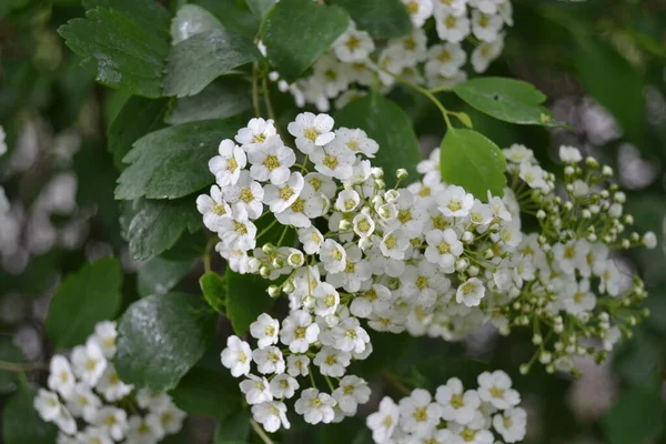 Zoete Alyssum Bloemen Kleine Witte Lobularia Maritima Bloem Plant Voor — Stockfoto