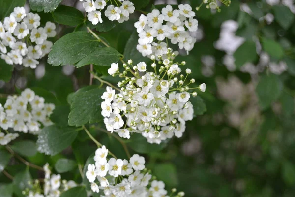 甘い梅の花 庭の境界 高山岩の庭やハンギングバスケットのための小さな白い花の植物 美しい夏の自然 — ストック写真