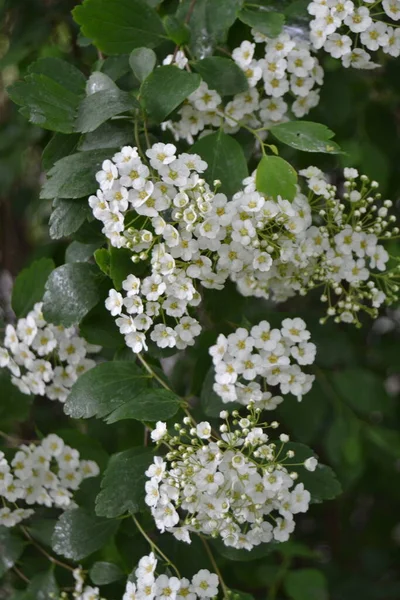 Édes Alyssum Virágok Kis Fehér Lobularia Maritima Virág Növény Kerti — Stock Fotó