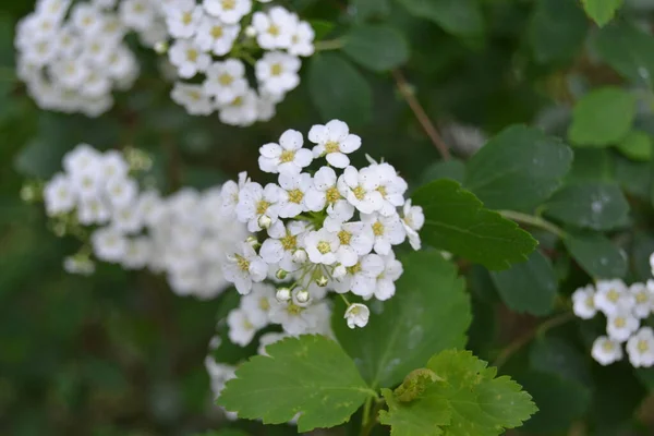 甘い梅の花 庭の境界 高山岩の庭やハンギングバスケットのための小さな白い花の植物 美しい夏の自然 — ストック写真