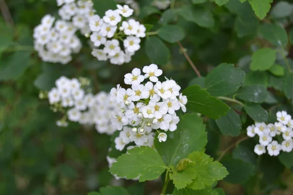 Сладкие Цветы Алиссума Маленькое Белое Цветочное Растение Lobularia Maritima Садовых — стоковое фото