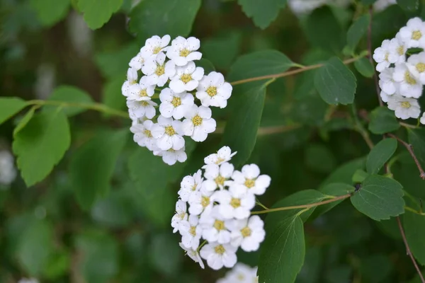 Süße Alyssum Blüten Kleine Weiße Lobularia Maritima Blütenpflanze Für Gartenränder — Stockfoto