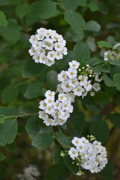 Fleurs Douces Alyssum Petite Lobularia Maritima Blanche Pour Bordures Jardin — Photo