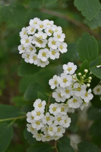 Fleurs Douces Alyssum Petite Lobularia Maritima Blanche Pour Bordures Jardin — Photo