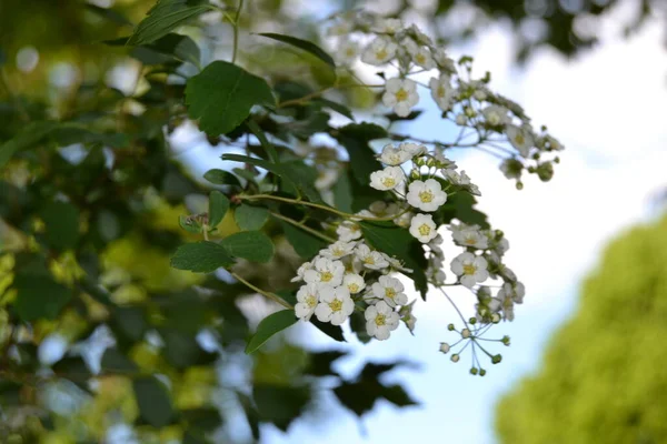 甘い梅の花 庭の境界 高山岩の庭やハンギングバスケットのための小さな白い花の植物 美しい夏の自然 — ストック写真