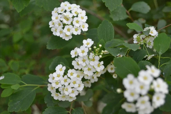 Dolci Fiori Alyssum Piccolo Fiore Bianco Lobularia Maritima Bordi Del — Foto Stock