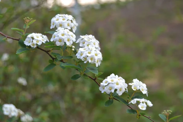 甘い梅の花 庭の境界 高山岩の庭やハンギングバスケットのための小さな白い花の植物 美しい夏の自然 — ストック写真